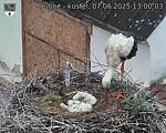 Capi_Dubne_20250607_130003.jpg