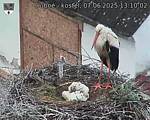 Capi_Dubne_20250607_131002.jpg