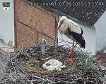 Capi_Dubne_20250607_131504.jpg