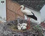 Capi_Dubne_20250607_132004.jpg