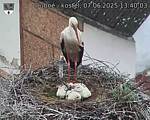 Capi_Dubne_20250607_134003.jpg