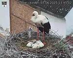 Capi_Dubne_20250607_134502.jpg