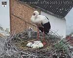 Capi_Dubne_20250607_135003.jpg