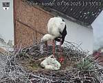 Capi_Dubne_20250607_135503.jpg