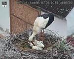 Capi_Dubne_20250607_140503.jpg