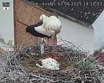 Capi_Dubne_20250607_141003.jpg