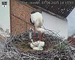Capi_Dubne_20250607_141503.jpg