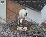 Capi_Dubne_20250607_142004.jpg
