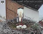 Capi_Dubne_20250607_142503.jpg