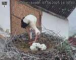 Capi_Dubne_20250607_143003.jpg