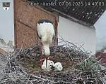Capi_Dubne_20250607_144003.jpg
