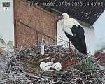 Capi_Dubne_20250607_144503.jpg