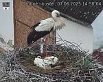 Capi_Dubne_20250607_145004.jpg