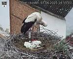 Capi_Dubne_20250607_145503.jpg
