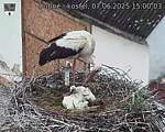 Capi_Dubne_20250607_150003.jpg