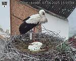Capi_Dubne_20250607_150504.jpg