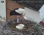 Capi_Dubne_20250607_151003.jpg