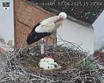 Capi_Dubne_20250607_152004.jpg