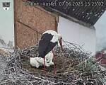 Capi_Dubne_20250607_152502.jpg