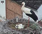 Capi_Dubne_20250607_154503.jpg