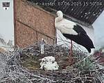 Capi_Dubne_20250607_155004.jpg