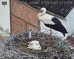 Capi_Dubne_20250607_155504.jpg
