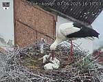 Capi_Dubne_20250607_161003.jpg