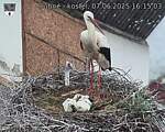 Capi_Dubne_20250607_161503.jpg