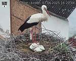 Capi_Dubne_20250607_162004.jpg