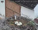 Capi_Dubne_20250607_162503.jpg