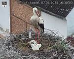 Capi_Dubne_20250607_163003.jpg