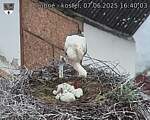 Capi_Dubne_20250607_164003.jpg