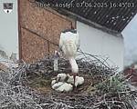 Capi_Dubne_20250607_164503.jpg