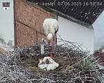 Capi_Dubne_20250607_165004.jpg