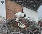 Capi_Dubne_20250607_165503.jpg