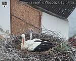 Capi_Dubne_20250607_170504.jpg