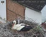 Capi_Dubne_20250607_171003.jpg