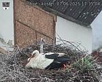 Capi_Dubne_20250607_173504.jpg