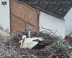 Capi_Dubne_20250607_174004.jpg