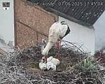 Capi_Dubne_20250607_174504.jpg