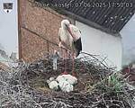 Capi_Dubne_20250607_175003.jpg
