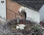 Capi_Dubne_20250607_175503.jpg