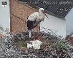 Capi_Dubne_20250607_180003.jpg