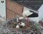 Capi_Dubne_20250607_180504.jpg
