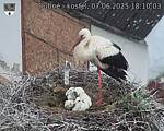 Capi_Dubne_20250607_181003.jpg