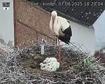 Capi_Dubne_20250607_182004.jpg