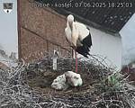 Capi_Dubne_20250607_182503.jpg
