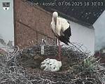 Capi_Dubne_20250607_183003.jpg