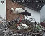 Capi_Dubne_20250607_184003.jpg