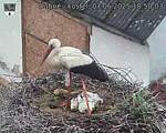 Capi_Dubne_20250607_185003.jpg
